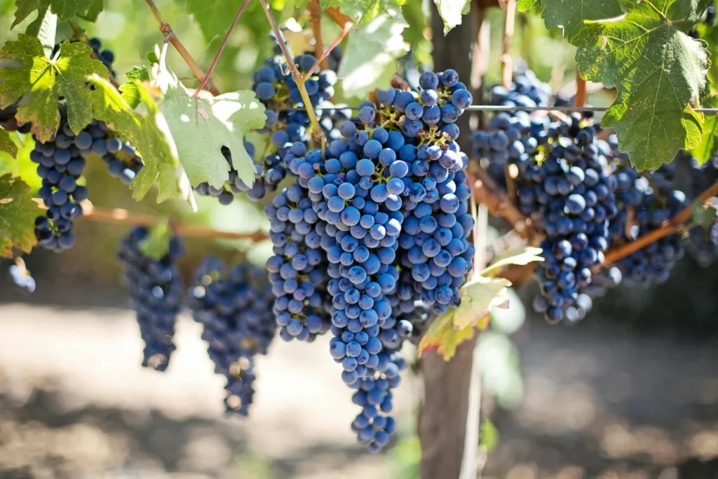 wineyard webuniter - Web Uniter